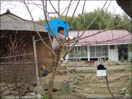 인상이 녀석은 사오정처럼 아주 엉뚱합니다. 비오는 날 뽕나무 위에 올라가기도 합니다. 